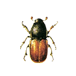 ağaç kurdu ilaçlama