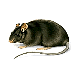 çatı faresi ilaçlama