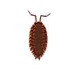 tespih böceği ilaçlama