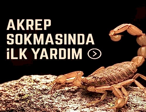 Akrep Sokmasında İlk Yardım